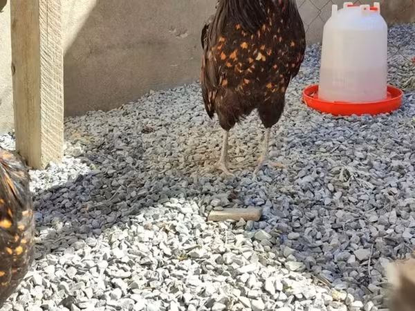 Chickens — Azerbaijan