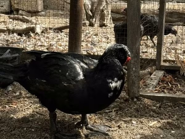 Ducks — Azerbaijan