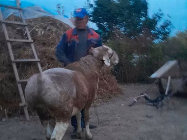 公羊, Sheep