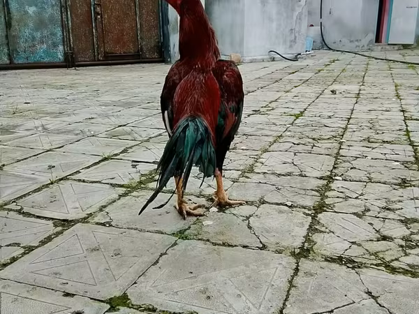 Chickens — Azerbaijan