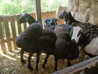 Qoç, Rhon sheep — foto 5