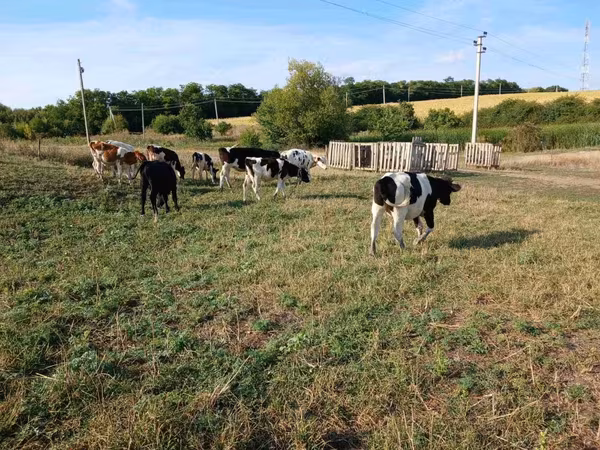 İnək, Russian Black pied cattle