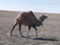 Camel, Kazakh Bactrian camel — photo 1