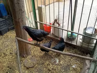 Chickens — photo 7
