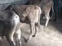 सांड, Russian Black pied cattle — फ़ोटो 7