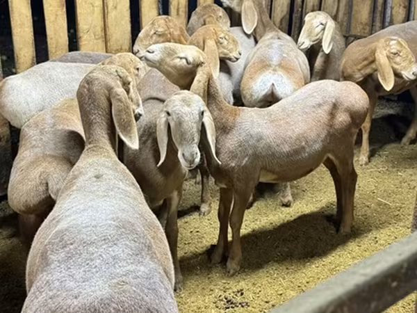 Qoyun, Arashan sheep