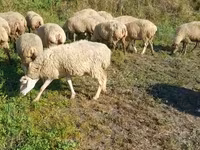 نعجة, Karabakh sheep — الصورة 1