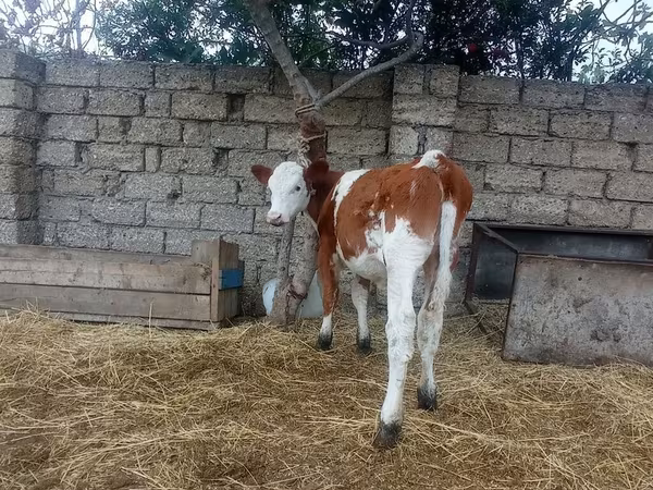 Kuh, Simmental cattle