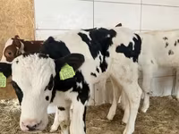 ثور, Simmental cattle — الصورة 2