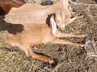Sheep (batch, sex not specified), Sheep — photo 2
