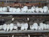 Quails — Foto 1