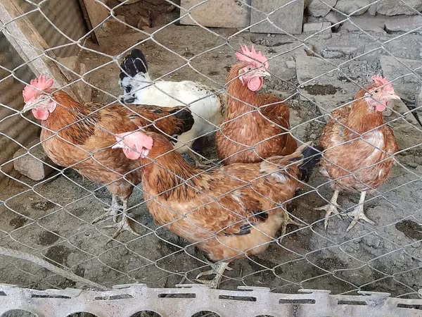 Chickens — Azerbaijan