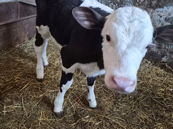 Krava, Russian Black pied cattle