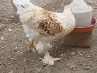 براهما — الصورة 5