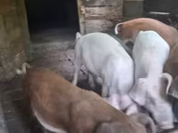 Sow, Pigs — photo 3