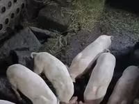 Säue, Schweine — Foto 2