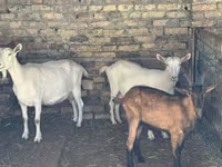 Koza, Saanen goat — foto 2