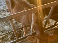 İnək, Simmental cattle — foto 6