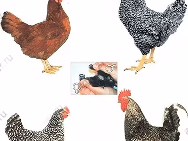 Chickens