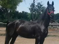 Égua, Friesian — foto 4