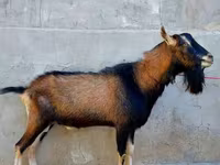 Cabra, Alpine goat — foto 3