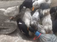 Ducks — photo 4