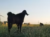 Kozel, Kozy — foto 2