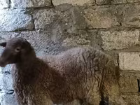 Ram, Sheep — photo 1