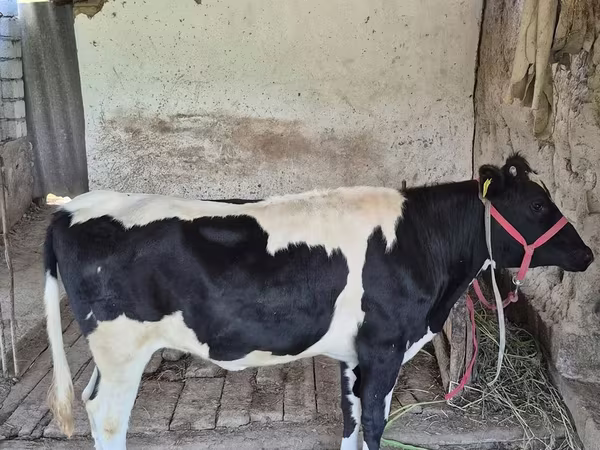 İnək, Russian Black pied cattle