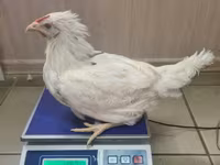 Chickens — 6-rasm