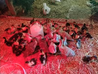 Ducks — photo 4