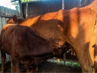 Cow, Cattle — photo 3