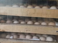 Australorp — photo 2