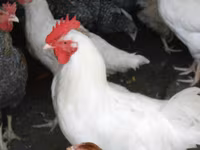 Chickens — Foto 3