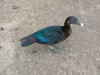 Domestic Muscovy — photo 7