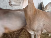 Qoʻchqor, Arashan sheep — 2-rasm