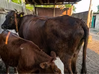 Cow, Cattle — photo 2