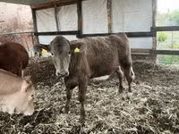 Vaca, Charolais cattle — foto 2