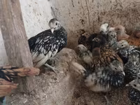 Chickens — photo 1