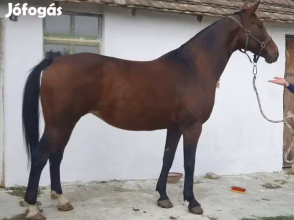Égua, Cavalos