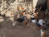 Chickens — photo 4