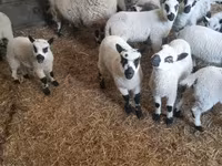 كبش, Cerry Hill sheep — الصورة 1