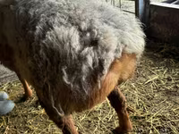Widder, Arashan sheep — Foto 3