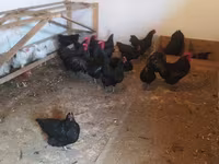 Australorp — photo 1