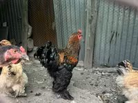Brahma — foto 4