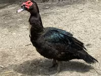Ducks — photo 1