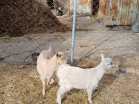 Dişi keçi, Saanen goat — foto 1