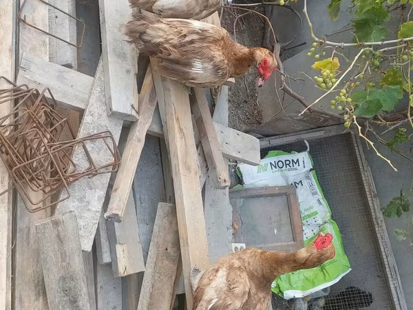 Turkeys — Azerbaijan