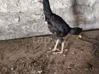 Chickens — photo 3