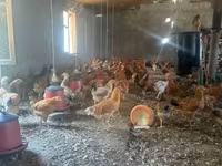 Chickens — photo 4